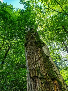 Beautiful view into a dense green forest with bright sunlight casting deep shadow.