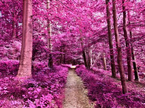 Beautiful pink and purple infrared panorama of a countryside landscape with a blue sky.