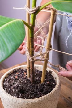 A woman ties a support to a ficus flower with a rope. Floriculture. Close-up.