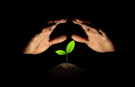 Upside down hand protected little green seedlings growing in soil on black background.