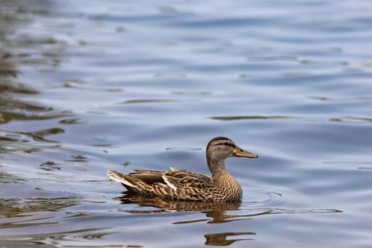 A female mallard duck (Anas platyrhynchos) swims across the sheen surface of water.