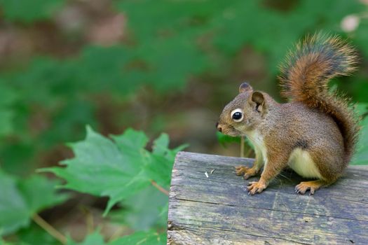 An American red squirrel (Tamiasciurus hudsonicus) with a bushy tail is sitting on all fours on the edge of a cut log.