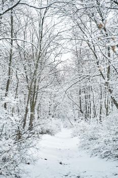 Snow covered winter forest scenery. Winter fairytale.