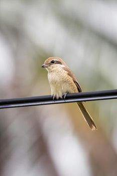 Image of brown shrike (Lanius cristatus) on nature background. Bird. Animals.