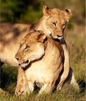 Wildlife photography is a genre of photography concerned with documenting various forms of wildlife in their natural habitat.