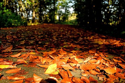 autumnal colored leaves on a forest way in backlit