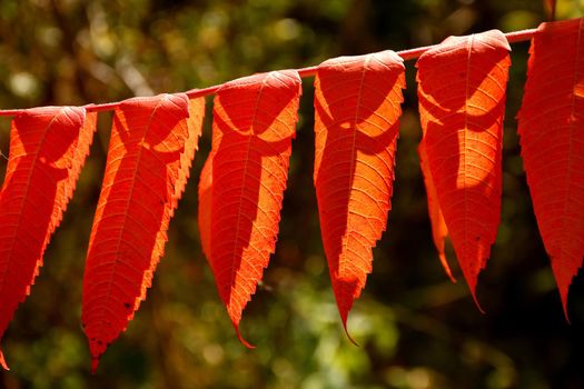 rowan tree with red painted leaves in backlit in autumn