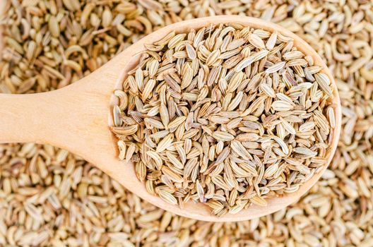 Dried fennel seeds in wooden spoon on fennel background.