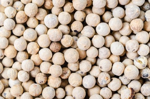 Dried white peppercorn seeds texture as background.