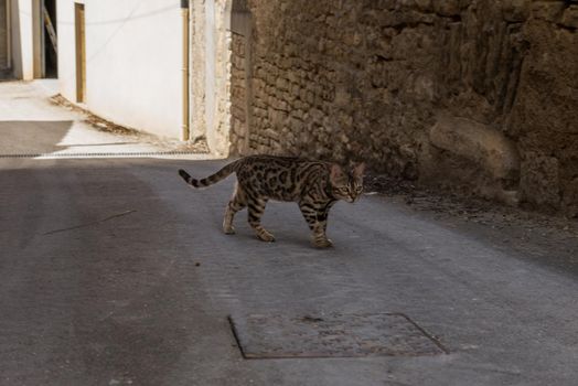 Walking cat on the street in Meursault, Burgundy, France.
