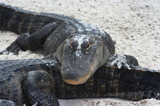Two alligators on sand resting on each other