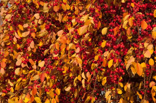 A bunch of wild apple tree with small bright red apples and green and yellow leaves is in a park in autumn