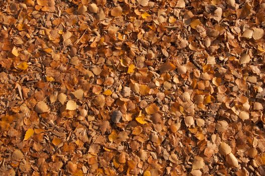 Yellow autumn leaves on ground in beautiful fall park. Fallen golden autumn leaves close up view on ground in sunny morning light yard. November nature macro leaf background