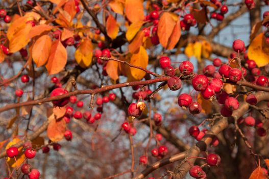 A bunch of wild apple tree with small bright red apples and green and yellow leaves is in a park in autumn