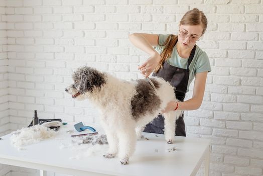 Pet care. Pet grooming. Smiling caucasian woman in glasses grooming bichon frise dog in salon