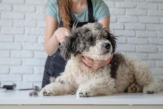 Pet care. Pet grooming. Smiling caucasian woman in glasses grooming bichon frise dog in salon