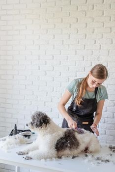 Pet care. Pet grooming. Smiling caucasian woman in glasses grooming bichon frise dog in salon