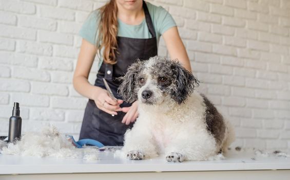 Pet care. Pet grooming. Smiling caucasian woman in glasses grooming bichon frise dog in salon