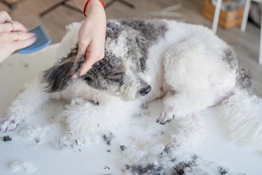 Pet care. Pet grooming. Smiling caucasian woman in glasses grooming bichon frise dog in salon