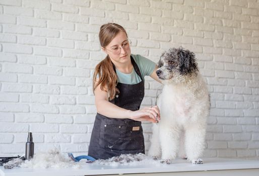 Pet care. Pet grooming. Smiling caucasian woman in glasses grooming bichon frise dog in salon