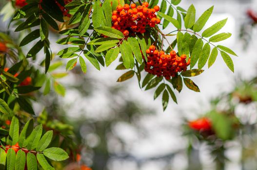 Mountain rowan ash branch berries on blurred green background. Autumn harvest still life scene. Soft focus backdrop photography. Copy space.