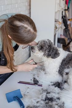 Pet care. Pet grooming. Smiling caucasian woman in glasses grooming bichon frise dog in salon