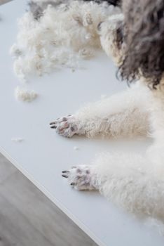 Pet care. Pet grooming. Paws of groomed bichon frise or poodle dog in salon