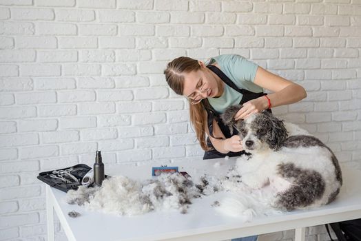 Pet care. Pet grooming. Smiling caucasian woman in glasses grooming bichon frise dog in salon