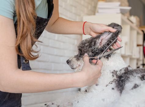 Pet care. Pet grooming. Smiling caucasian woman in glasses grooming bichon frise dog in salon