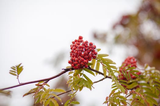 Mountain rowan red ash branch berries on blurred green background. Autumn harvest still life scene. Soft focus backdrop photography. Copy space.