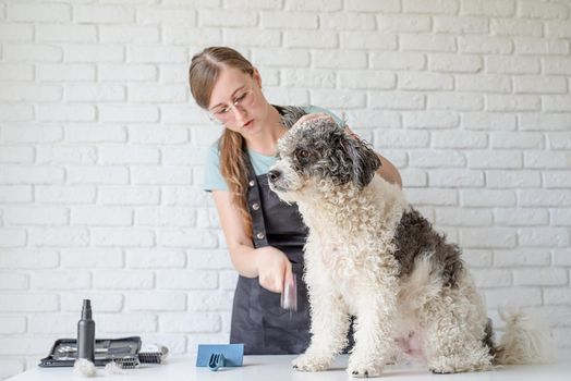 Pet care. Pet grooming. Smiling caucasian woman in glasses grooming bichon frise dog in salon