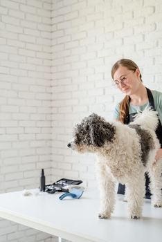 Pet care. Pet grooming. Smiling caucasian woman in glasses grooming bichon frise dog in salon