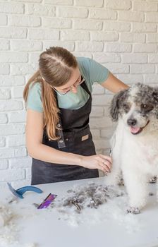 Pet care. Pet grooming. Smiling caucasian woman in glasses grooming bichon frise dog in salon