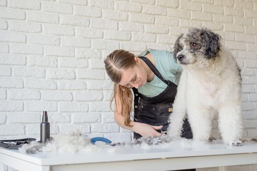 Pet care. Pet grooming. Smiling caucasian woman in glasses grooming bichon frise dog in salon