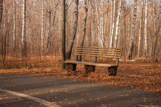 Autumn landscape, autumn in the city park. City park bench in the fall park, yellow fallen leaves on the road, autumn trees and golden autumn leaves, park landscape