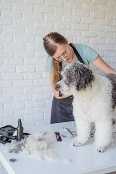 Pet care. Pet grooming. Smiling caucasian woman in glasses grooming bichon frise dog in salon