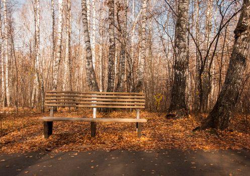 Autumn landscape, autumn in the city park. City park bench in the fall park, yellow fallen leaves on the road, autumn trees and golden autumn leaves, park landscape