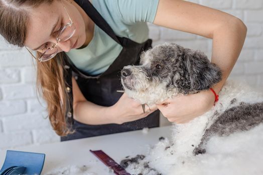 Pet care. Pet grooming. Smiling caucasian woman in glasses grooming bichon frise dog in salon