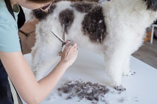 Pet care. Pet grooming. Smiling caucasian woman in glasses grooming bichon frise dog in salon