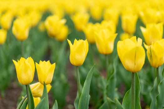 Yellow flowers background outdoor Spring season flowers Selective focus