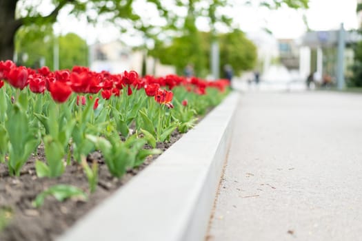 Red tulip flowers background outdoor Spring season flowers