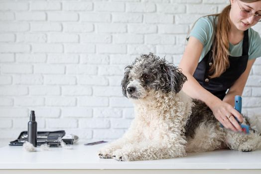 Pet care. Pet grooming. Smiling caucasian woman in glasses grooming bichon frise dog in salon