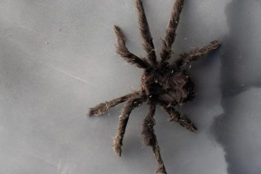 Artificial Big Black Spider Halloween Background With Copy Space