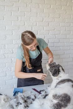 Pet care. Pet grooming. Smiling caucasian woman in glasses grooming bichon frise dog in salon