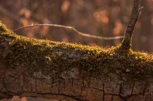 Beautiful bright forest background. Textured bark of old adult tree in garden, covered with yellow mosses,