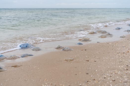 Many Dead Jellyfish On Sea Beach Shallow Water Cornerot and Aurelia jellyfish on the sandy shore and in the water. Azov Sea Ecological Catastrophe Global Warming
