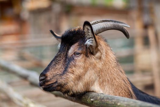 A horned goat looks out through a wooden fence. The animal begs for food from visitors. Rural corner.