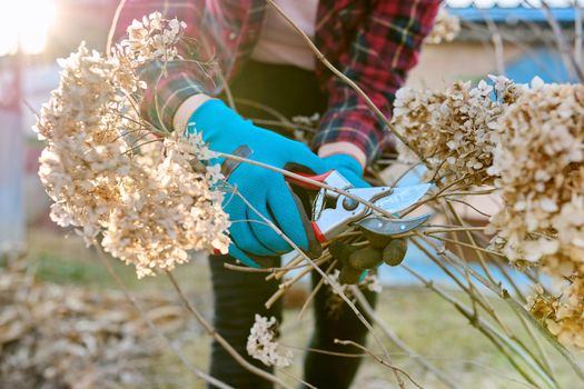 Seasonal spring work in the garden backyard, pruning hydrangea bush with pruning shears. Close-up of woman's hand with gloves with secateur and dry hydrangea flowers