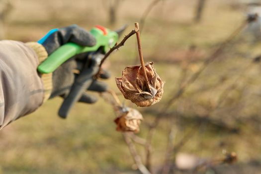 Seasonal spring work in the garden backyard, pruning rose bush with pruning shears. Close-up of woman's hand with gloves with secateur