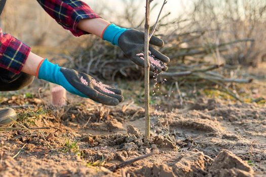 Fertilizing young tree in spring garden with chemical mineral graduated fertilizers. Close-up of hands pouring granules